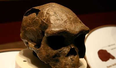 Homo erectus fosili evrim takvimini değiştirdi