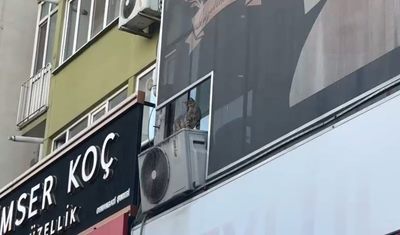 Yavru kediyi kurtarmak isterken canından oldu