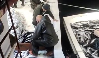 Sinop’ta 5 bin palamut tekneye sığmadı
